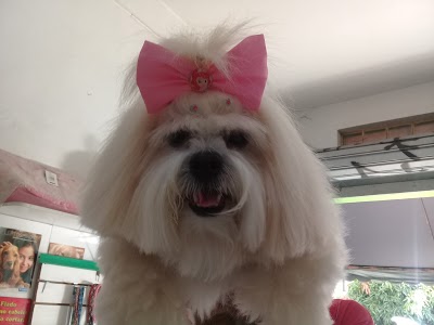 Amigão Pet Shop foto 4