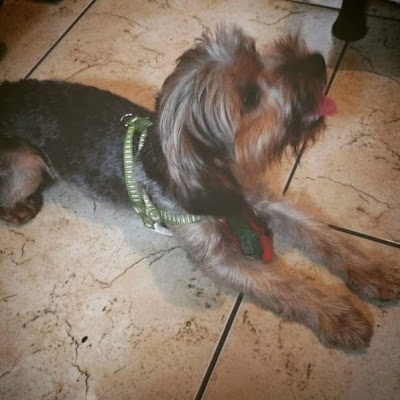 Bentto Petshop foto 2
