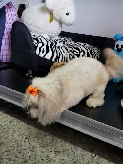 Consulveter Petshop e Consultório Veterinario foto 5