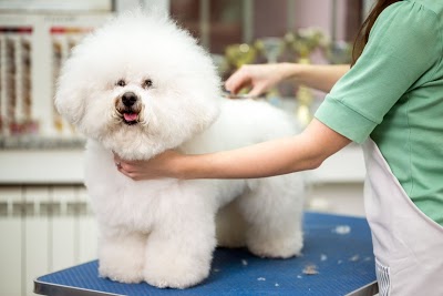 O2 Pet Shop foto 1
