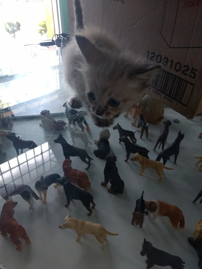 Peludos e Charmosos - Pet Shop e Veterinária foto 4