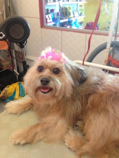 Pet Shop Caes & Cia foto 4
