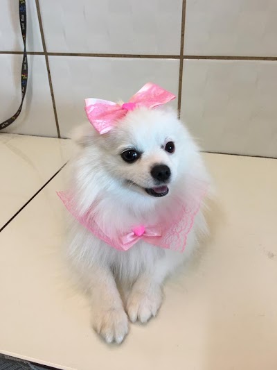 Pet Shop Caes & Cia foto 3