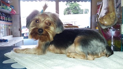 Pet Shop São Francisco foto 1