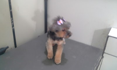 Pet Shop Vanzao Dog foto 3