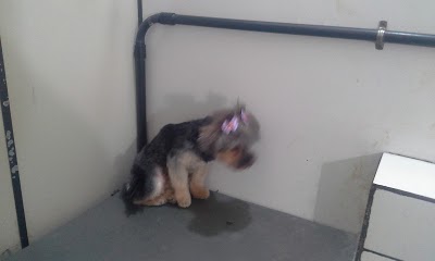 Pet Shop Vanzao Dog foto 1