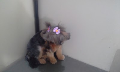 Pet Shop Vanzao Dog foto 2