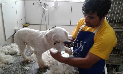 Petshop Dog foto 3
