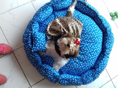 Studio Pet foto 5