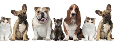 Villa Pet foto 1
